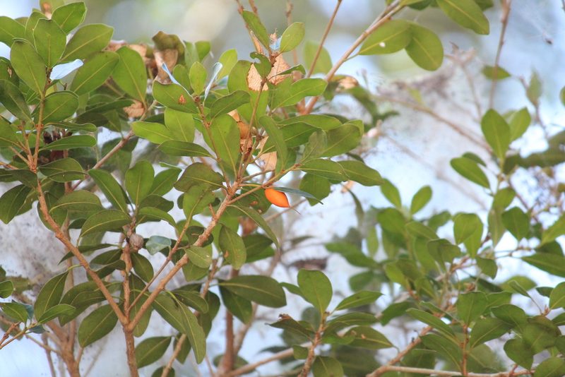 Mimusops obovata, photographed by Mahomed Desai