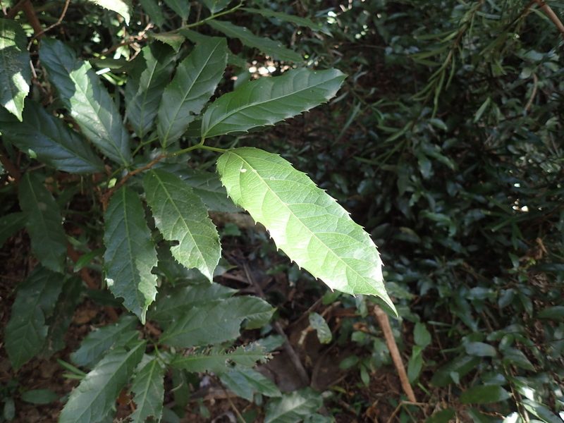 Rawsonia lucida, photographed by Mahomed Desai
