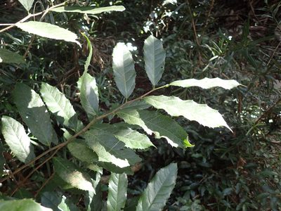 Rawsonia lucida, photographed by Mahomed Desai