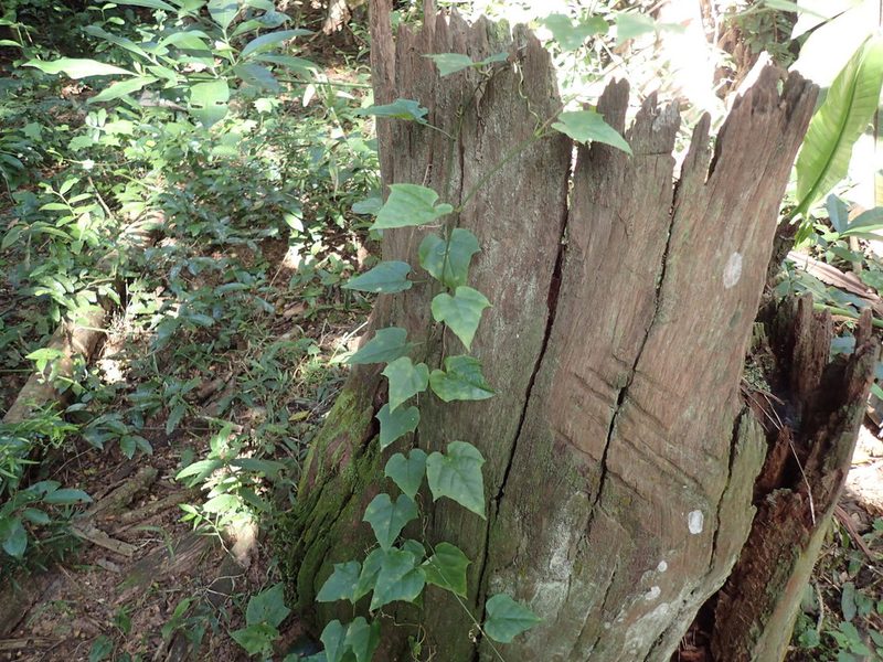 Cissus fragilis, photographed by Mahomed Desai