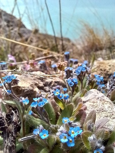 Myosotis incrassata, photographed by Николай Крылов