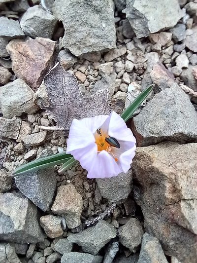 Colchicum triphyllum, photographed by Николай Крылов