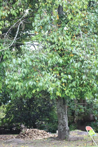 Garcinia madruno, photographed by GERMAN LEONEL SARMIENTO CRUZ