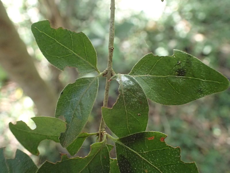Canthium ciliatum, photographed by Mahomed Desai