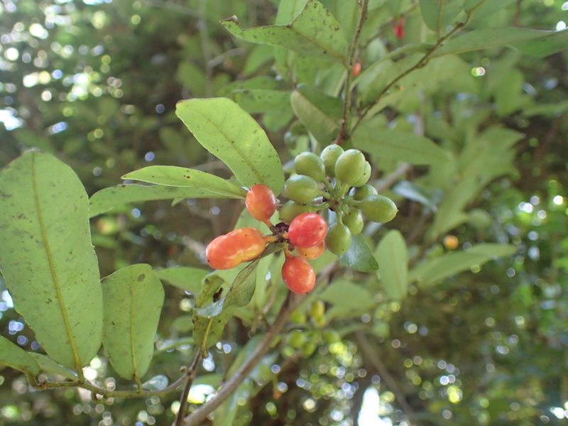 Monanthotaxis afra, photographed by Mahomed Desai