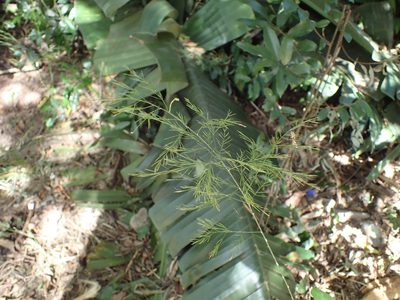 Asparagus virgatus, photographed by Mahomed Desai