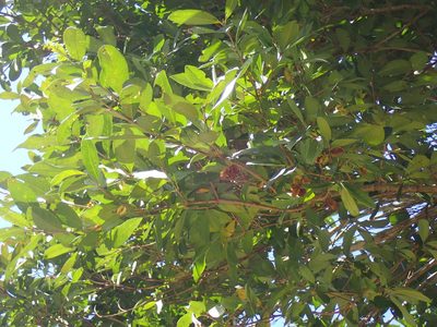 Combretum kraussii, photographed by Mahomed Desai