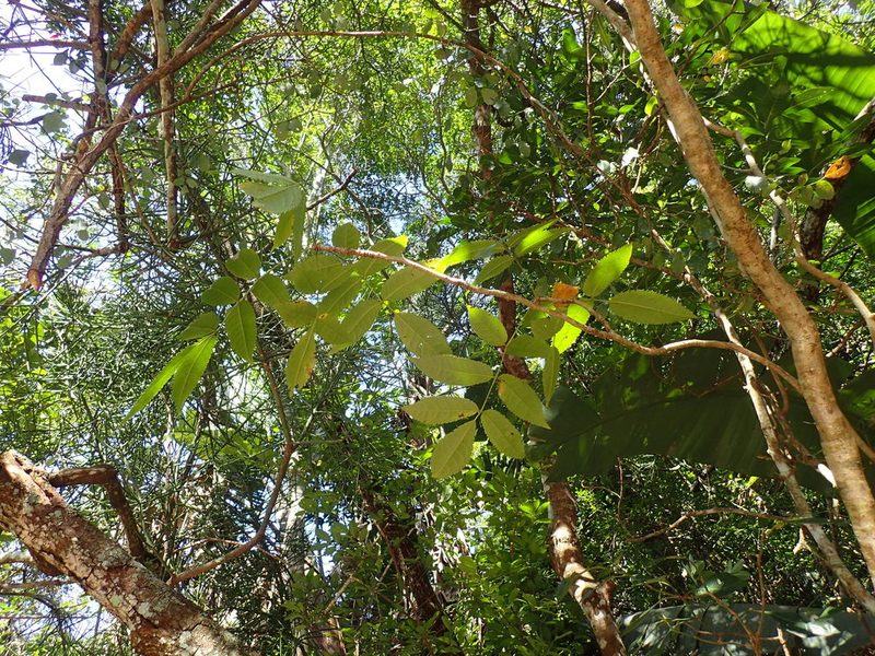 Commiphora woodii, photographed by Mahomed Desai
