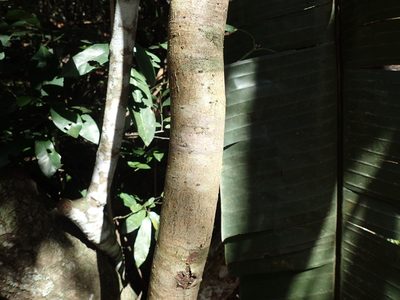 Commiphora woodii, photographed by Mahomed Desai