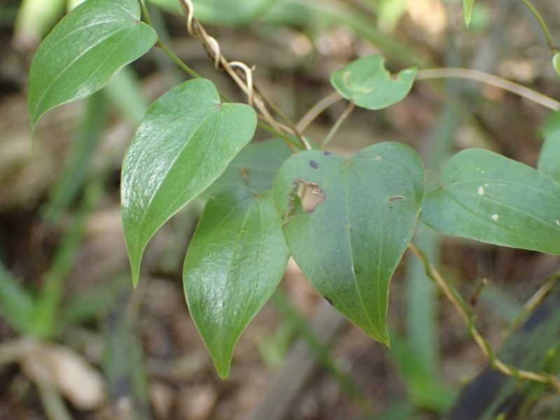 Dioscorea cotinifolia, photographed by Mahomed Desai
