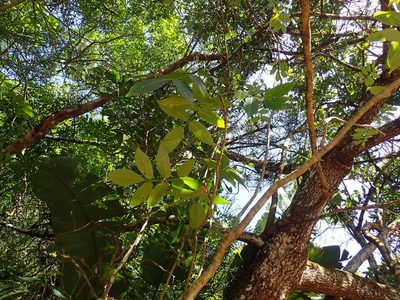 Commiphora woodii, photographed by Mahomed Desai