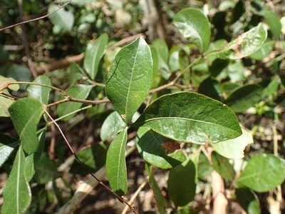 Searsia pyroides, photographed by Mahomed Desai