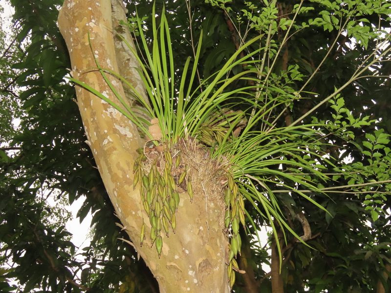 Cymbidium dayanum, photographed by chiuluan
