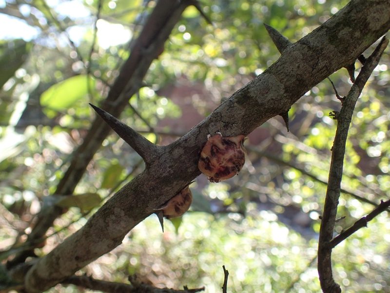 Dalbergia armata, photographed by Mahomed Desai