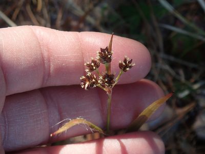 Luzula multiflora, photographed by Lynn Harper