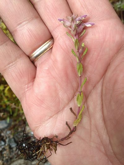 Neobartsia pedicularoides, photographed by Alfredo F. Fuentes Claros
