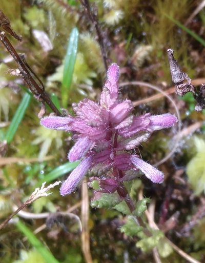 Neobartsia pedicularoides, photographed by Alfredo F. Fuentes Claros