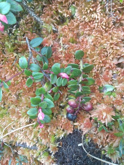 Gaultheria vaccinioides, photographed by Alfredo F. Fuentes Claros