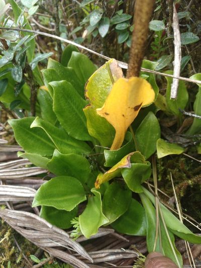 Gomphichis plantaginifolia, photographed by Alfredo F. Fuentes Claros