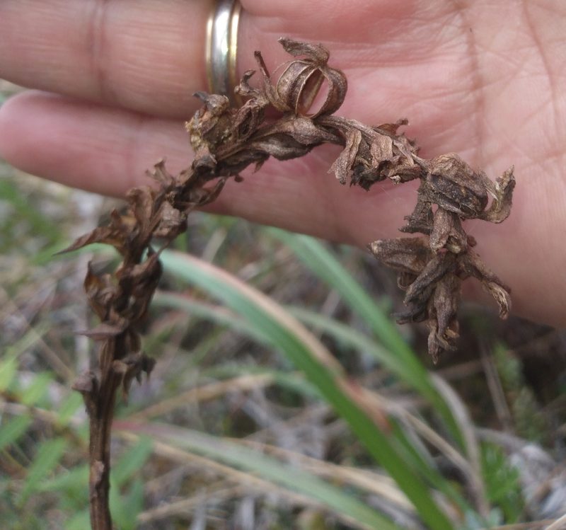 Gomphichis plantaginifolia, photographed by Alfredo F. Fuentes Claros