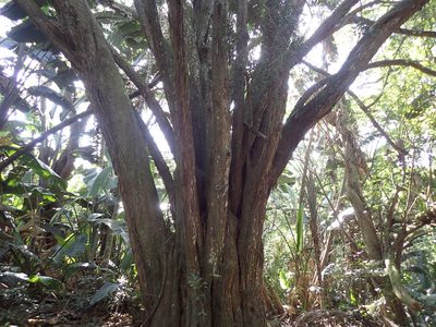 Podocarpus latifolius, photographed by Mahomed Desai