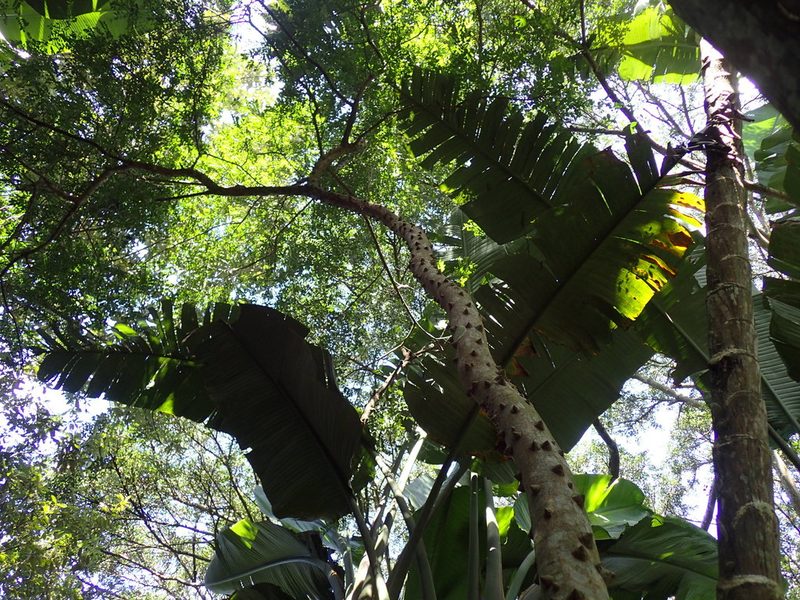 Zanthoxylum capense, photographed by Mahomed Desai