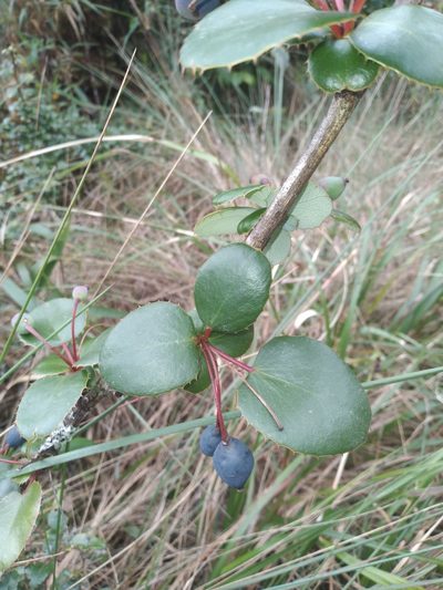 Berberis agapatensis, photographed by Alfredo F. Fuentes Claros