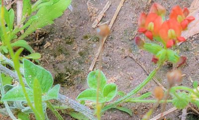 Pediomelum rhombifolium, photographed by johnyochum