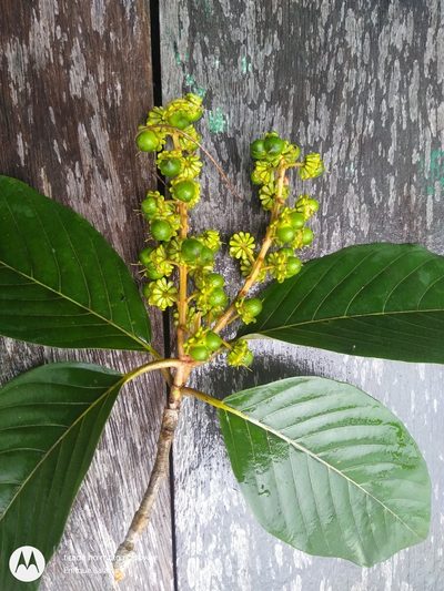 Acmanthera latifolia, photographed by Enrique Salazar