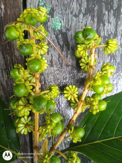 Acmanthera latifolia, photographed by Enrique Salazar