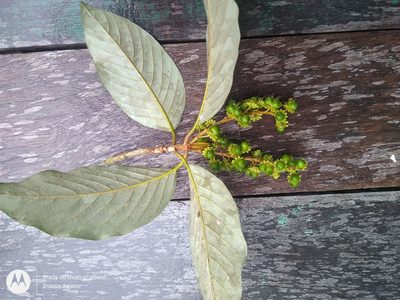 Acmanthera latifolia, photographed by Enrique Salazar