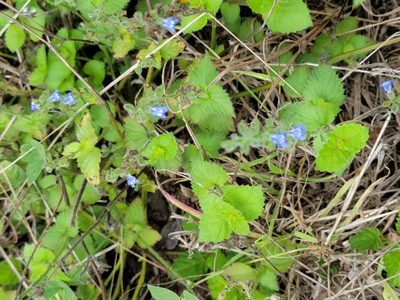 Salvia misella, photographed by johnyochum