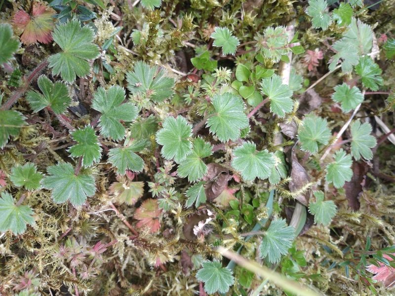 Alchemilla aphanoides, photographed by Alfredo F. Fuentes Claros