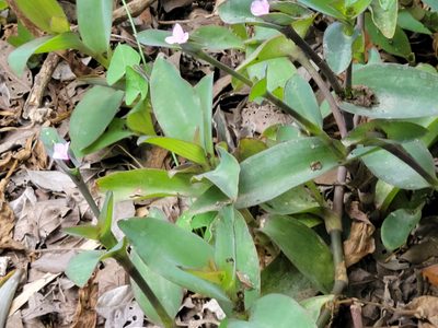 Tradescantia pallida, photographed by johnyochum