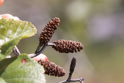 Alnus rhombifolia, photographed by Millie Basden