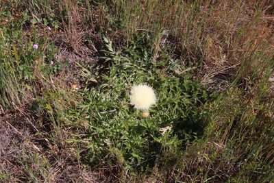 Cirsium scariosum, photographed by Millie Basden