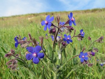 Anchusa azurea, photographed by Marco Mussita