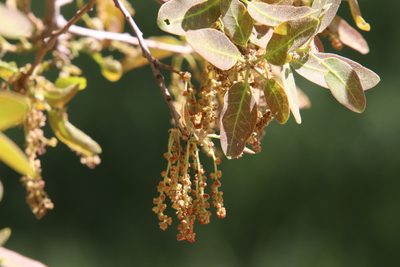 Quercus engelmannii, photographed by Millie Basden