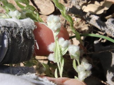 Micropus californicus, photographed by Millie Basden
