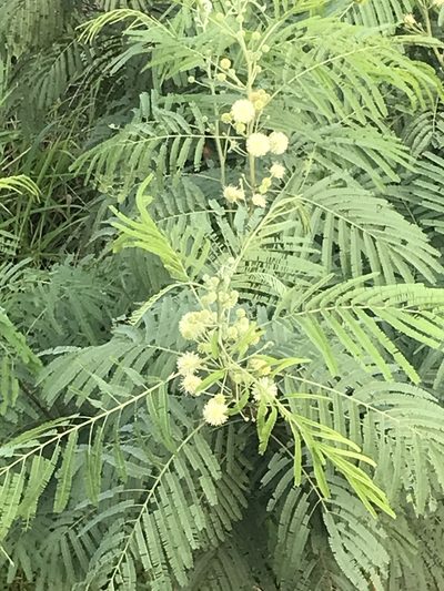 Leucaena pulverulenta, photographed by Eileen Mattei