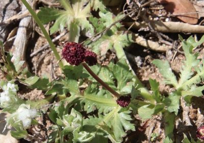 Sanicula bipinnatifida, photographed by Millie Basden