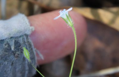 Gilia angelensis, photographed by Millie Basden
