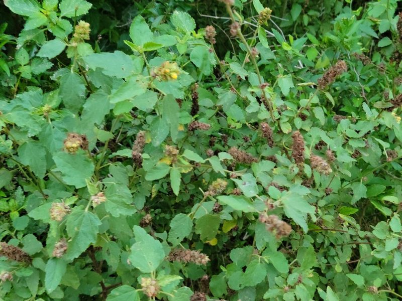 Malvastrum americanum, photographed by johnyochum