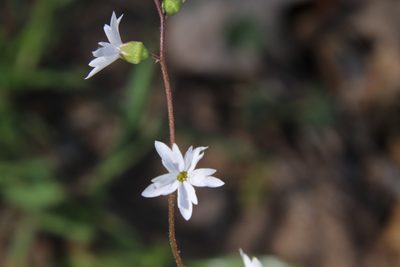 Lithophragma affine