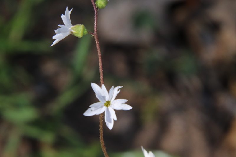 Lithophragma affine, photographed by Millie Basden