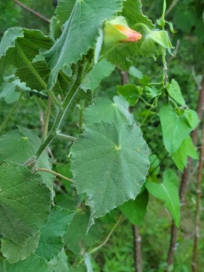 Abutilon hulseanum, photographed by johnyochum