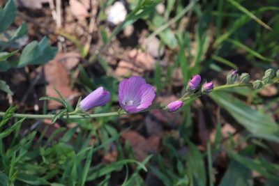 Sidalcea sparsifolia, photographed by Millie Basden