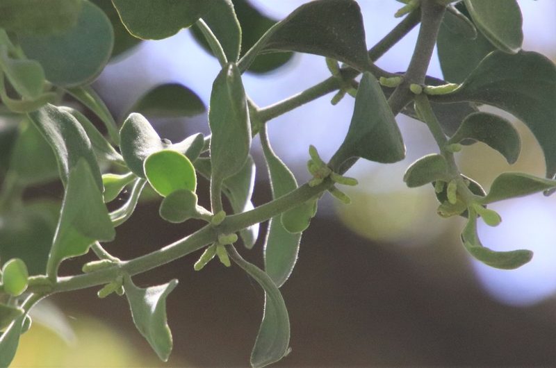 Phoradendron villosum, photographed by Millie Basden