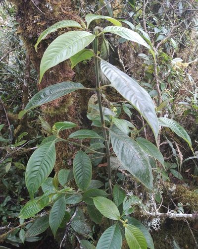 Palicourea reticulata, photographed by Alfredo F. Fuentes Claros