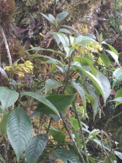 Palicourea reticulata, photographed by Alfredo F. Fuentes Claros